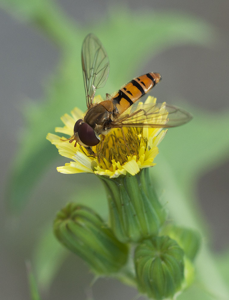 2010 07 20 Schwebfliege 01 01