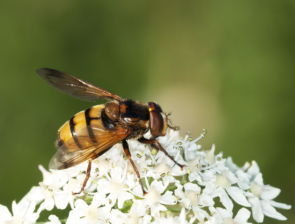 2010 07 20 Schwebfliege 04 01