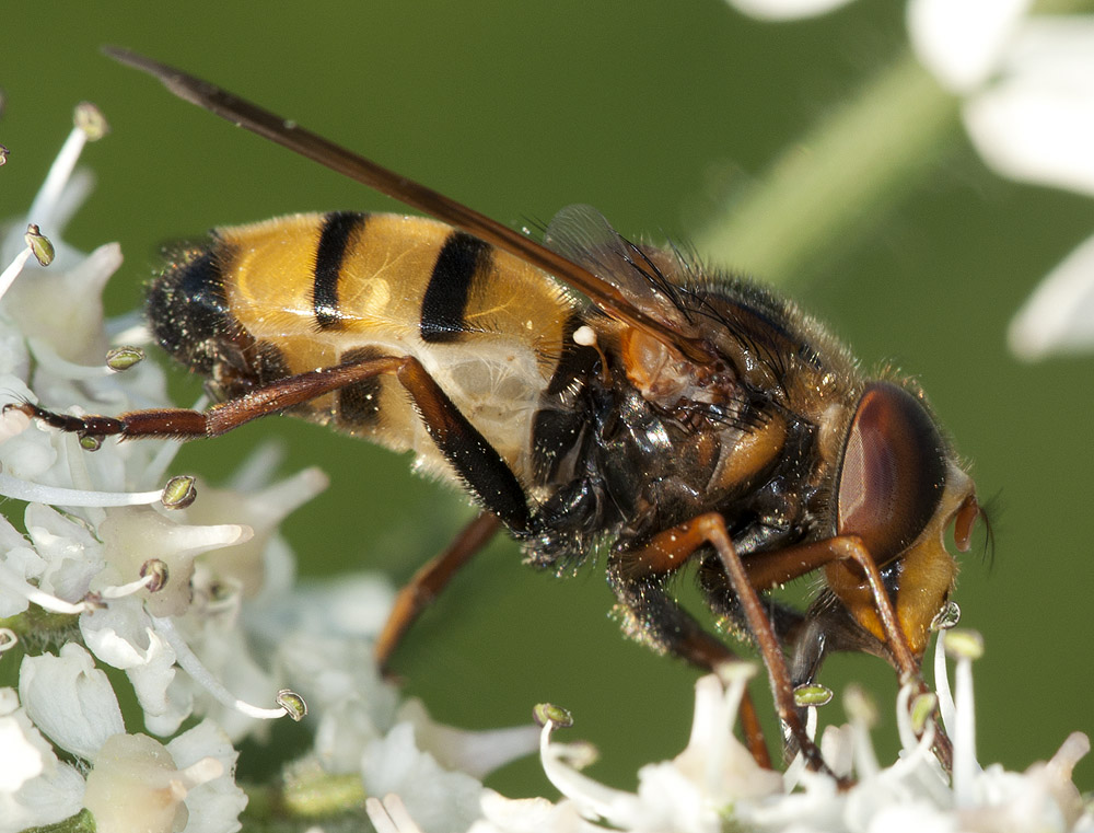 2010 07 20 Schwebfliege 04 08 1