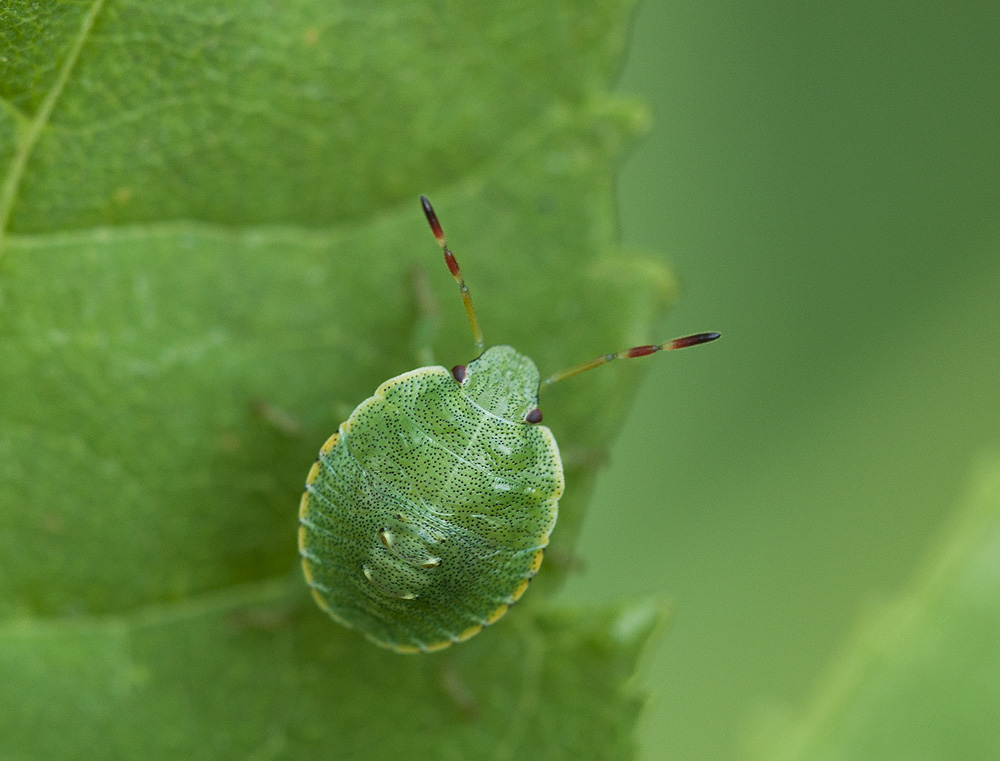 2010 07 20 Wanzenlarve 01 01