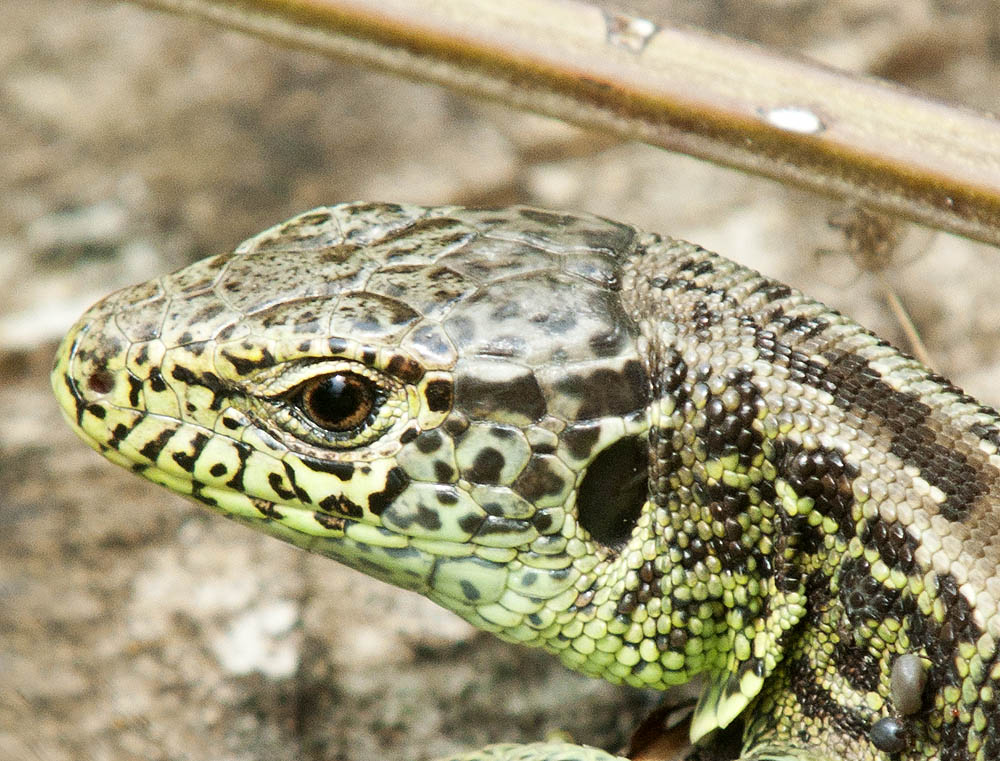 2010 07 22 Eidechse 01 02