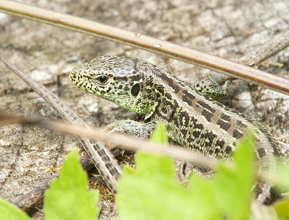 2010 07 22 Eidechse 01 03