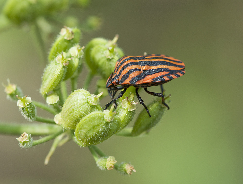 2010 07 25 Streifenwanze 01 02