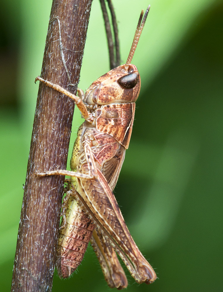 2010 07 27 Heuschrecke 07 02
