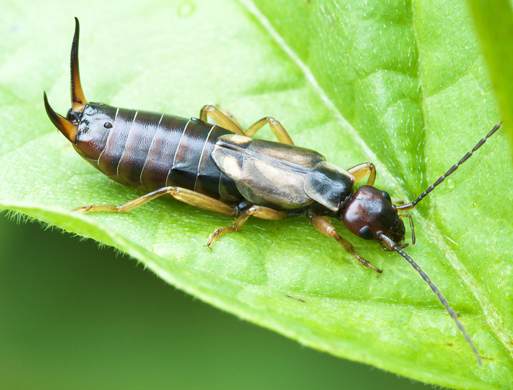 2010 07 27 Käfer 01 01