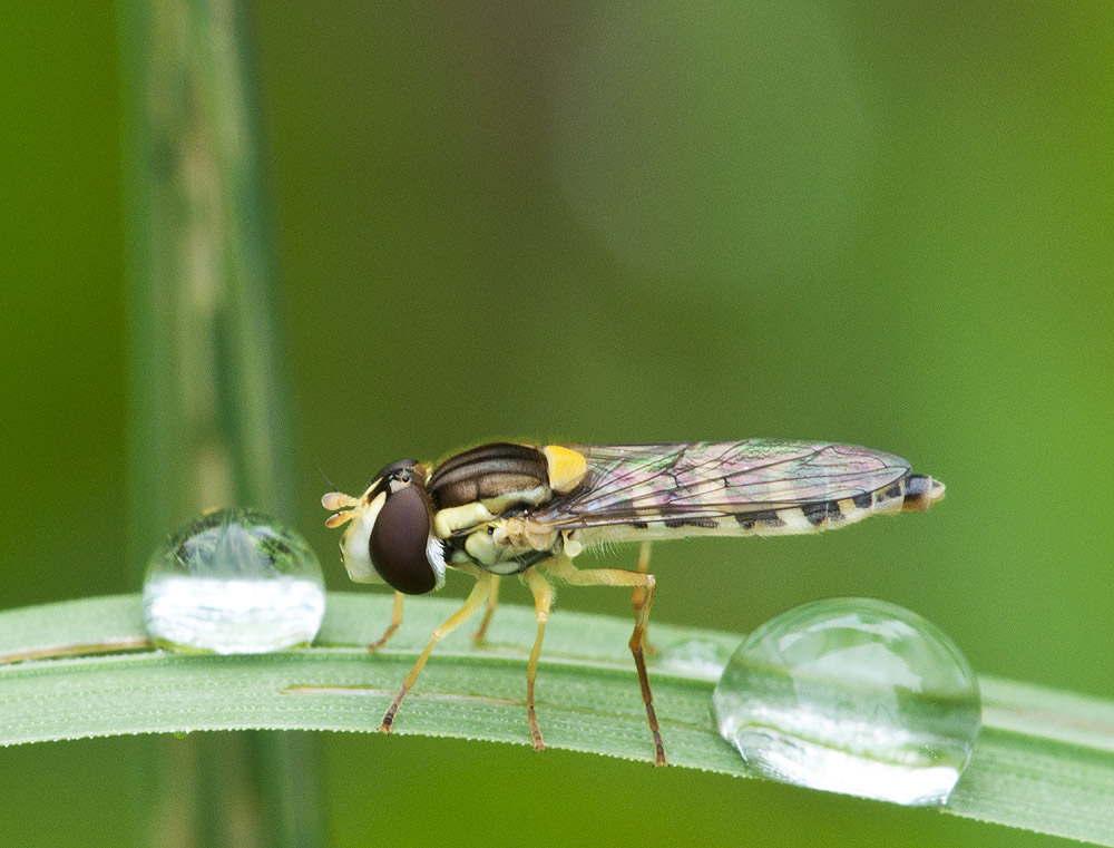 2010 07 27 Schwebfliege 01 01