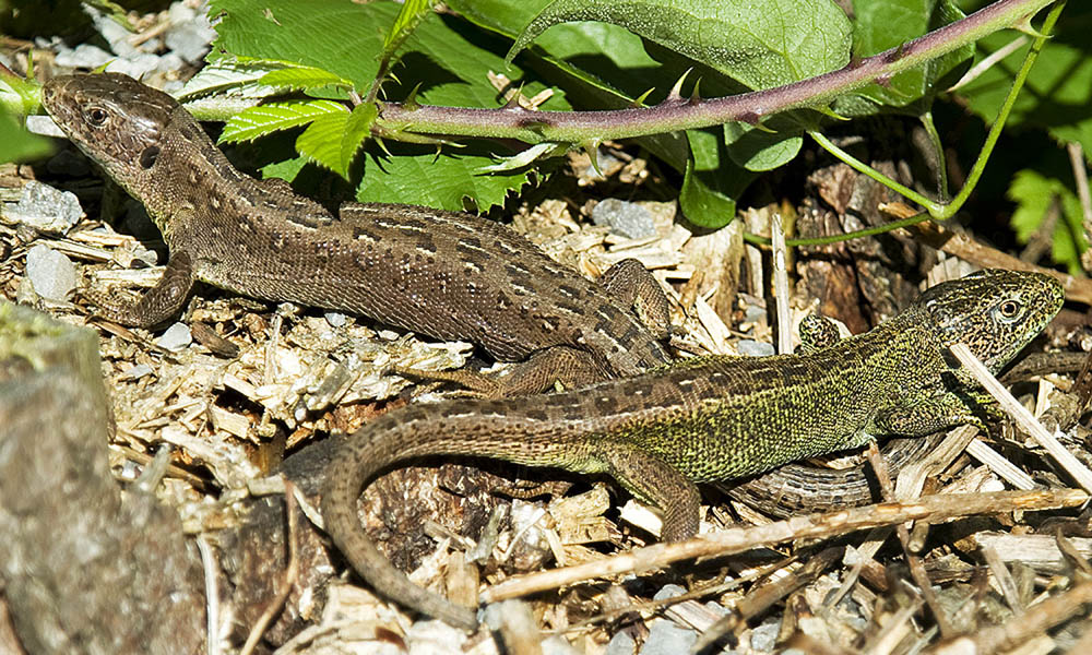 2010 07 31 Eidechsenpärchen 02 02
