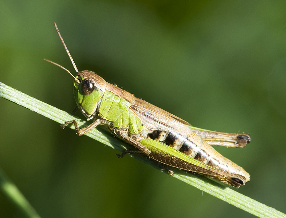 2010 07 31 Heuschrecke 01 01