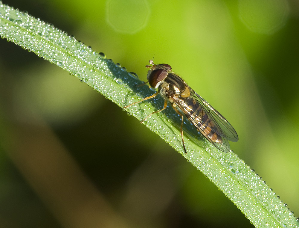 2010 07 31 Schwebfliege 03 02