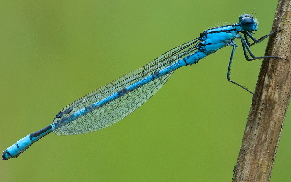 2010 08 02 Becherjungfer 01 02