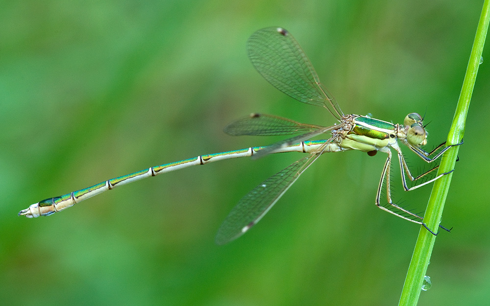 2010 08 02 Glänzende Binsenjungfer 01 01