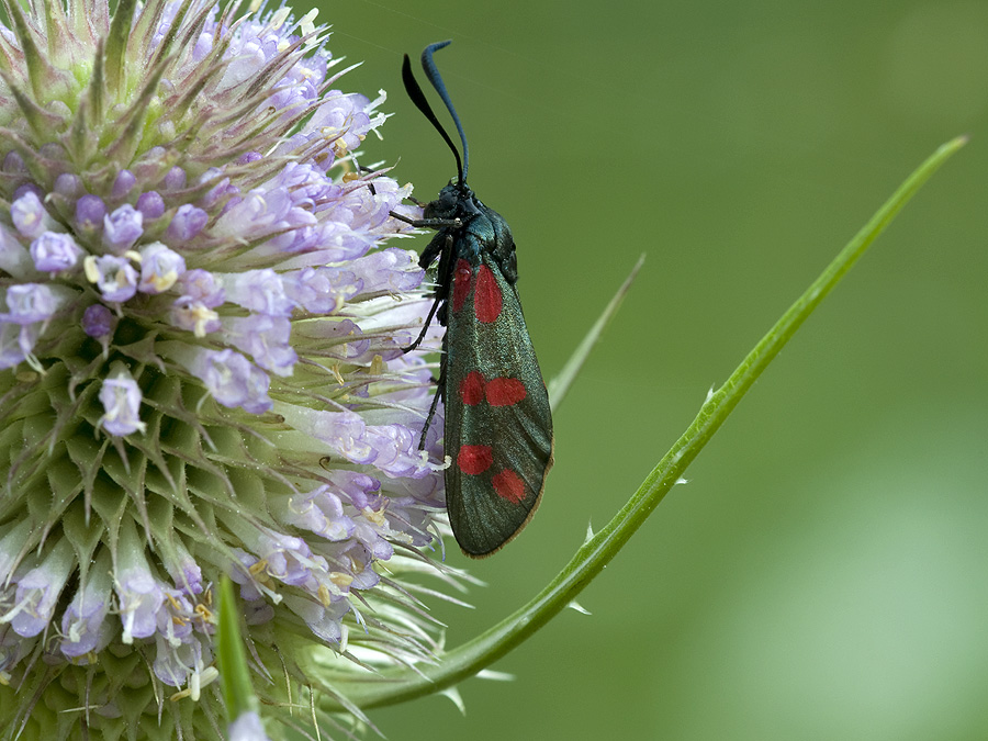 2010 08 04 Beilfleck Rotwidderchen 01 01
