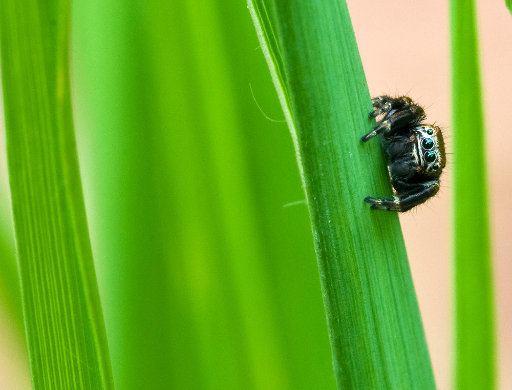 2010 08 04 Schwarze Springspinne 01 01