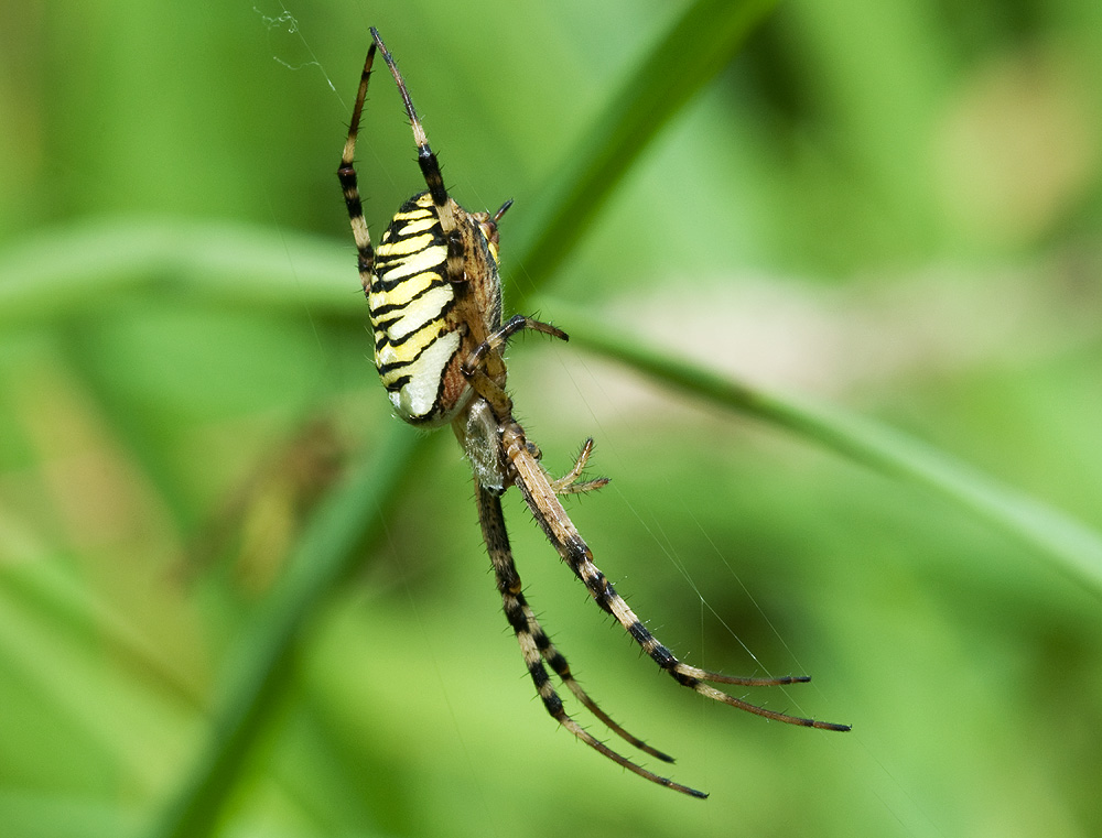 2010 08 04 Wespenspinne 01 01