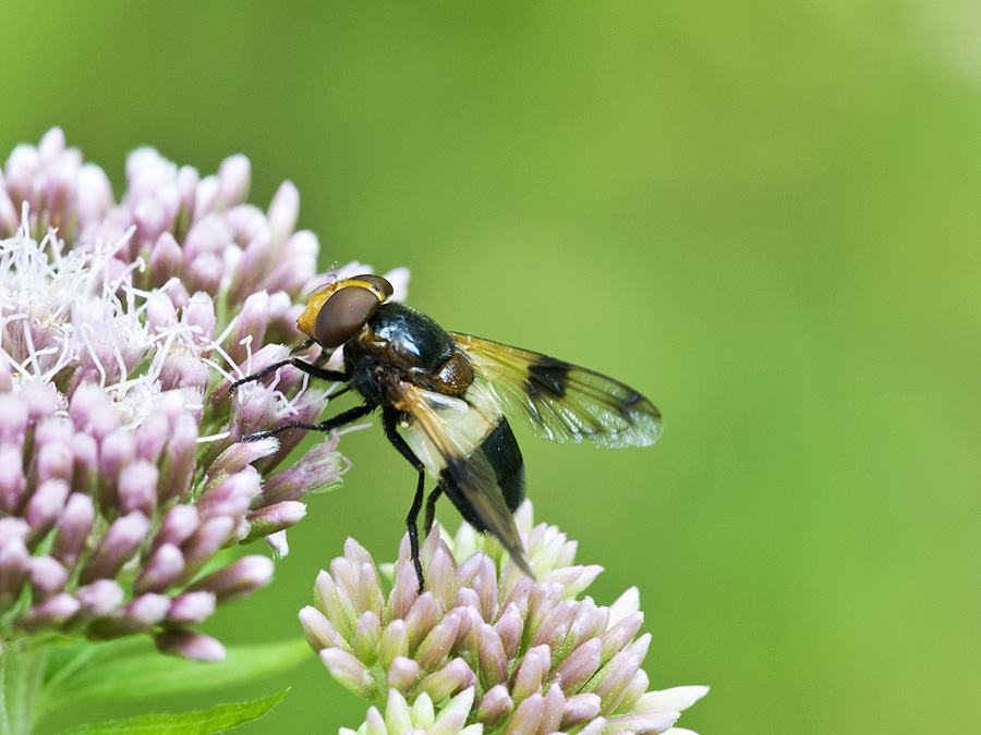2010 08 09 Schwebfliege 01 01