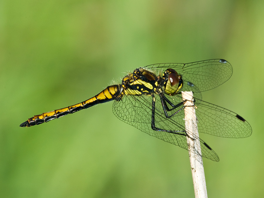 2010 08 10 Schwarze Heidelibelle (m) 02 04