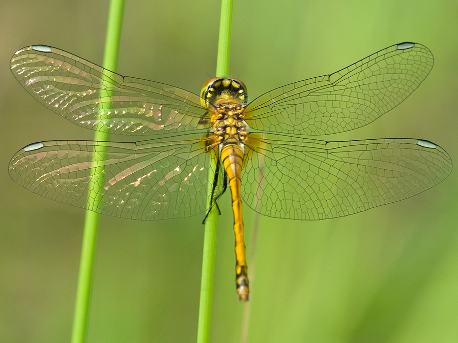 2010 08 13 Schwarze Heidelibelle 01 07