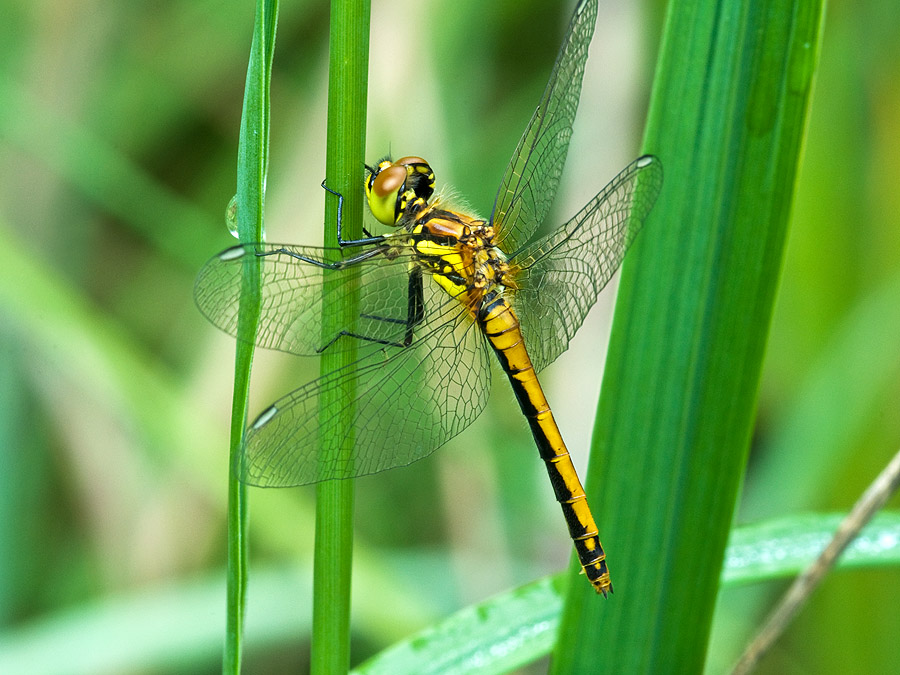 2010 08 13 Schwarze Heidelibelle 01 17
