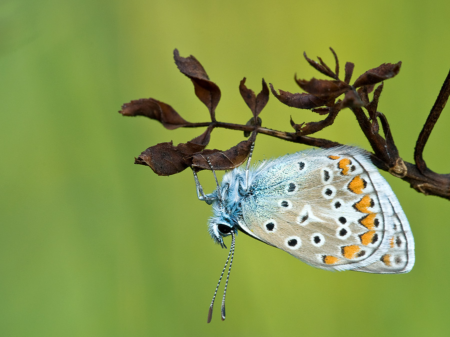 2010 08 14 Bläuling 01 01