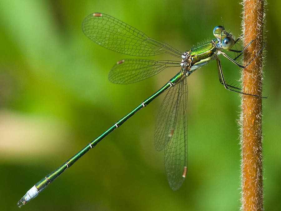2010 08 14 Kleine Binsenjungfer 01 01
