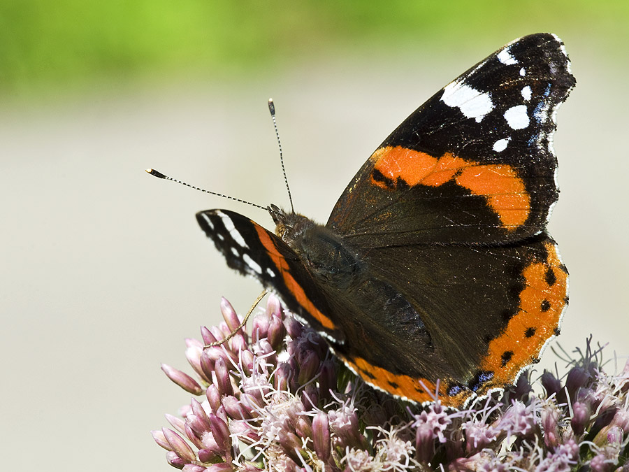 2010 08 21 Admiral 01 01