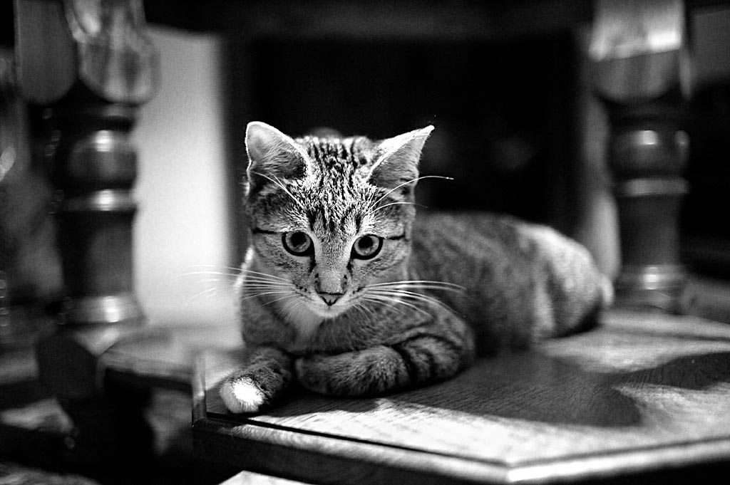 2010 08 23 Neue Katze Haupersweiler D7C 3346