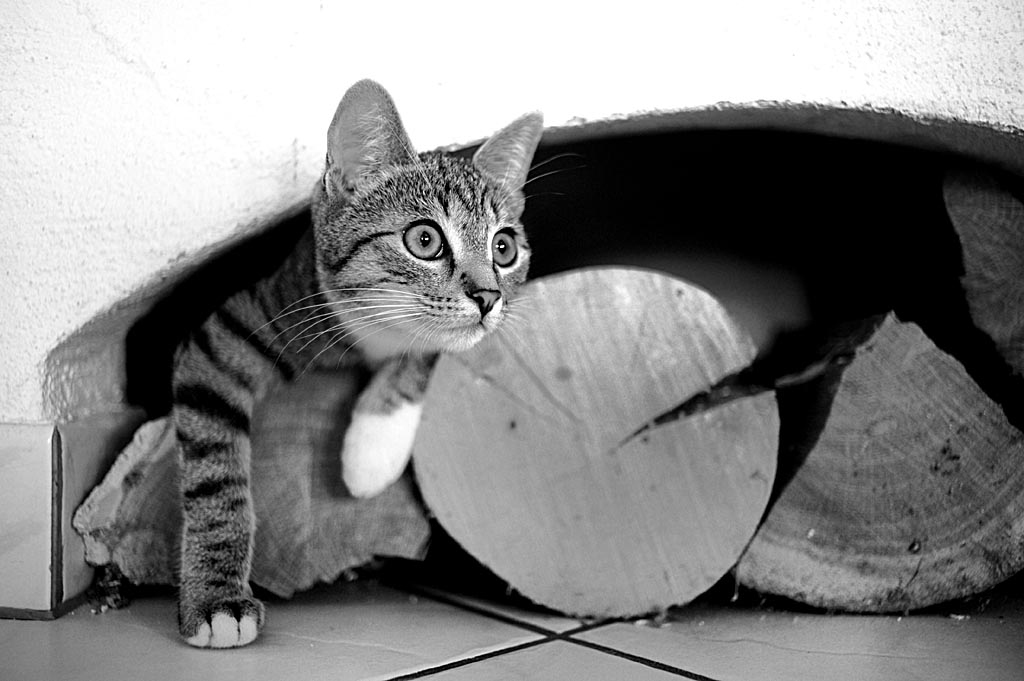 2010 08 23 Neue Katze Haupersweiler D7C 3516