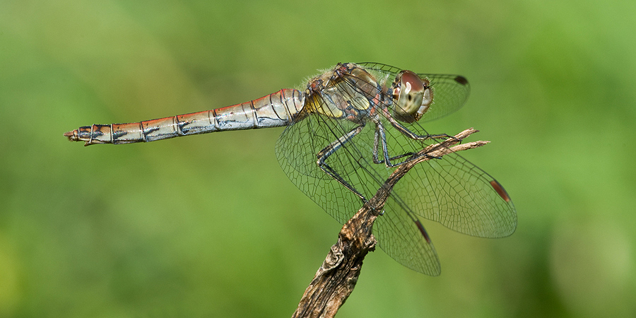 2010 08 31 Große Heidelibelle 04 01