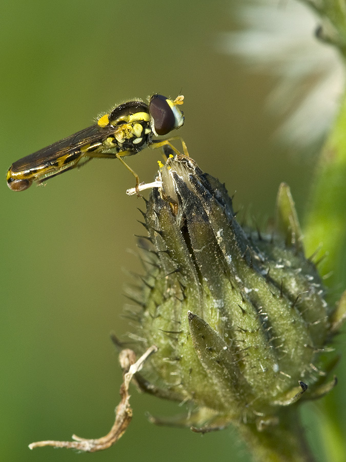 2010 09 05 Schwebfliege 02 01