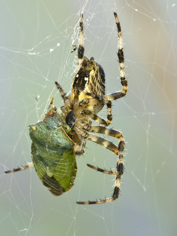2010 09 05 Wespenspinne 01 02