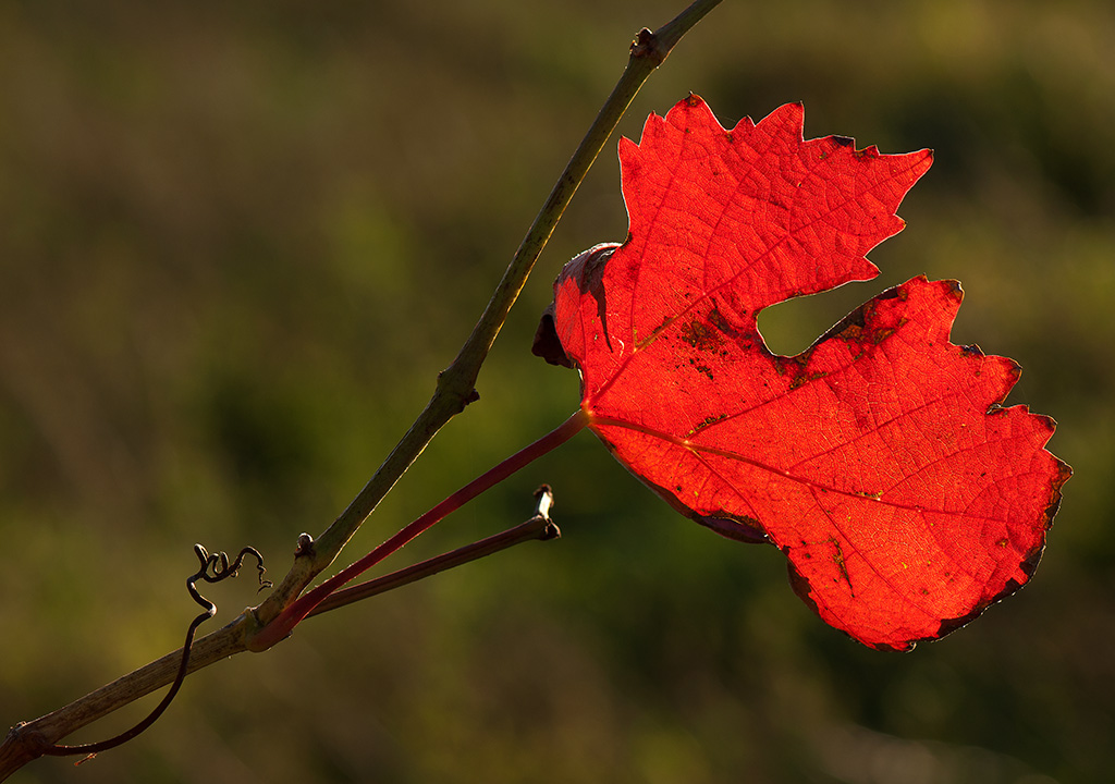 2010 10 10  DSC3746 hsw