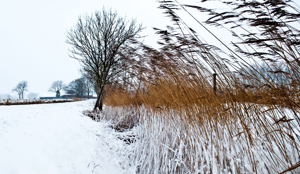 20100110  DSC2134 Kopie
