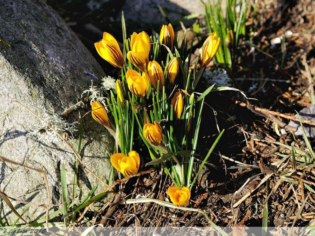 20100309 019 1