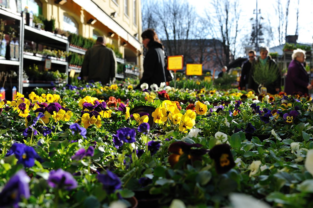 20100319 162030 münchen frühling