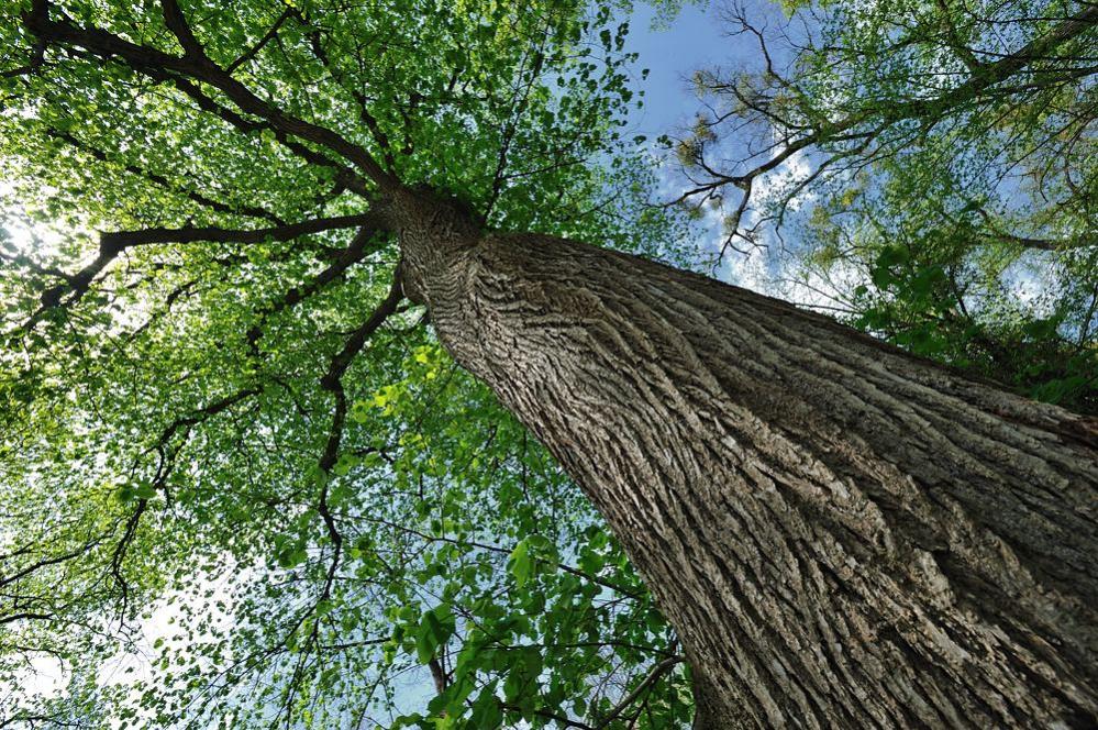 20100430 133635 nymphenburg