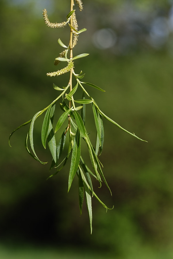 20100502 04 Bäume