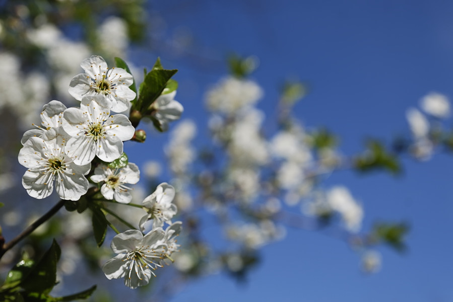 20100502 14 Bäume