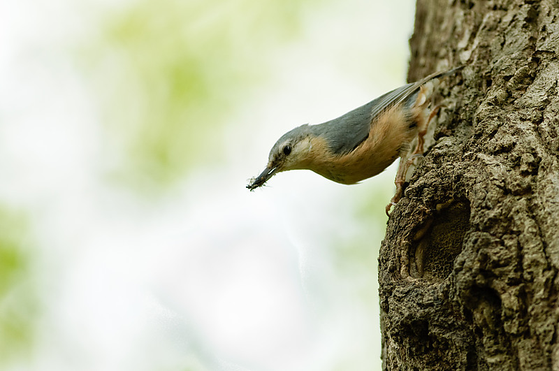 20100509 7763 [NIKON D2Xs]   300 mm  1 350 Sek. bei ƒ   3,2