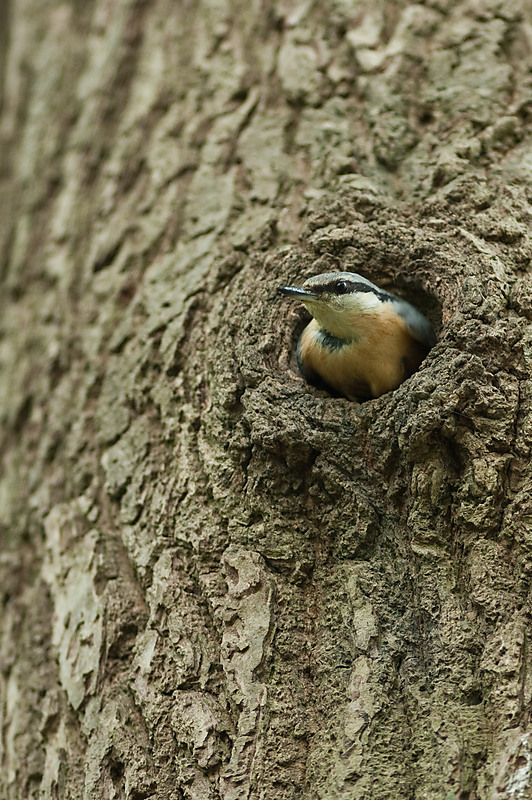20100509 7864 [NIKON D2Xs]   300 mm  1 250 Sek. bei ƒ   2,8