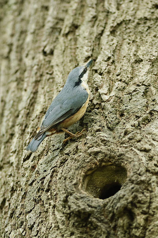 20100509 7868 [NIKON D2Xs]   300 mm  1 250 Sek. bei ƒ   2,8