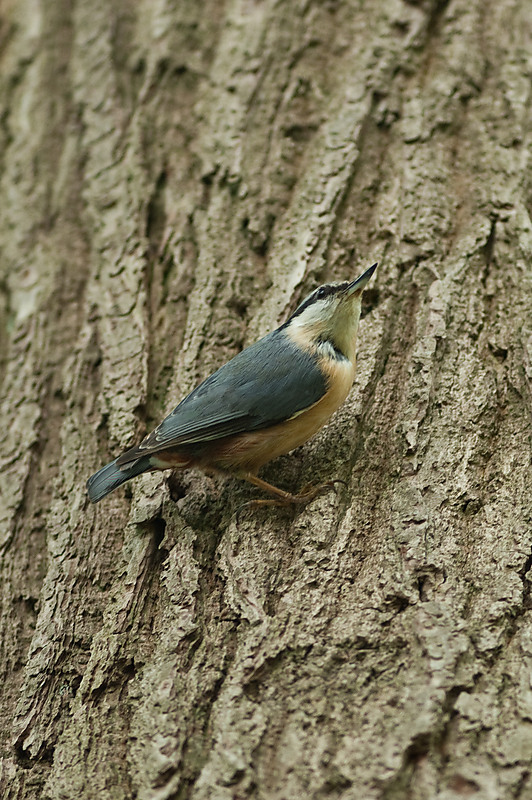 20100509 7874 [NIKON D2Xs]   300 mm  1 320 Sek. bei ƒ   2,8