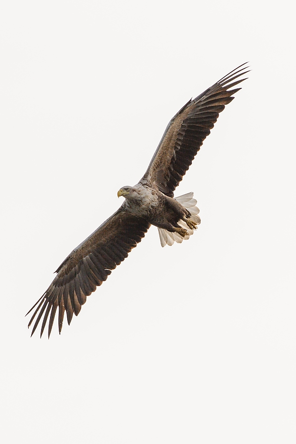 20100517 5849 [NIKON D700]   300 mm  1 2500 Sek. bei ƒ   8,0 4