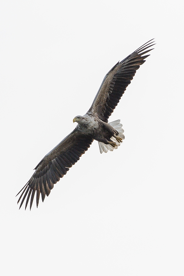 20100517 5849 [NIKON D700]   300 mm  1 2500 Sek. bei ƒ   8,0 5