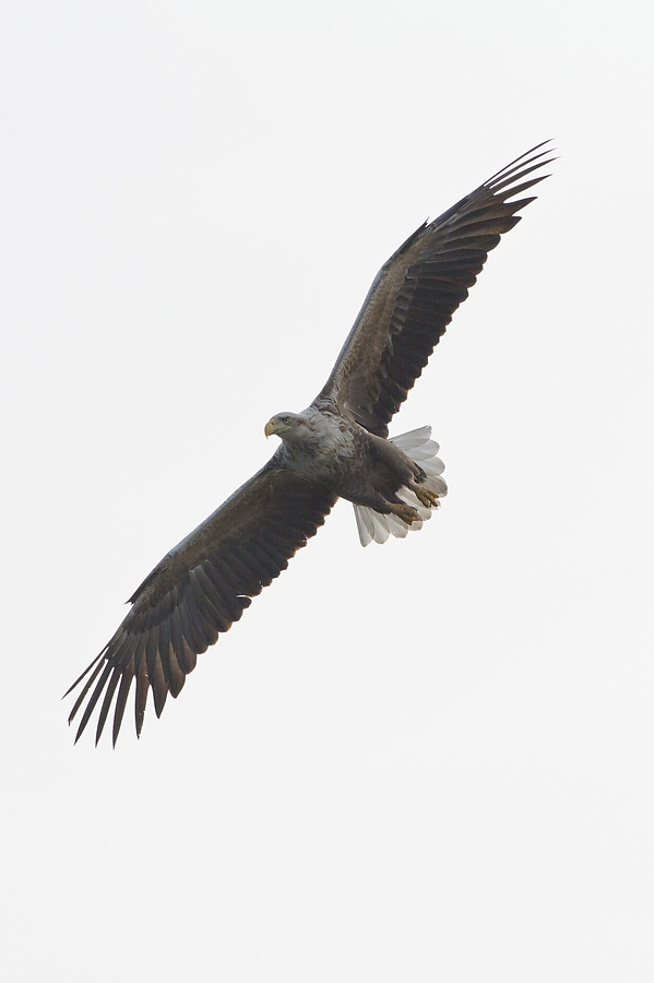 20100517 5849 [NIKON D700]   300 mm  1 2500 Sek. bei ƒ   8,0 6
