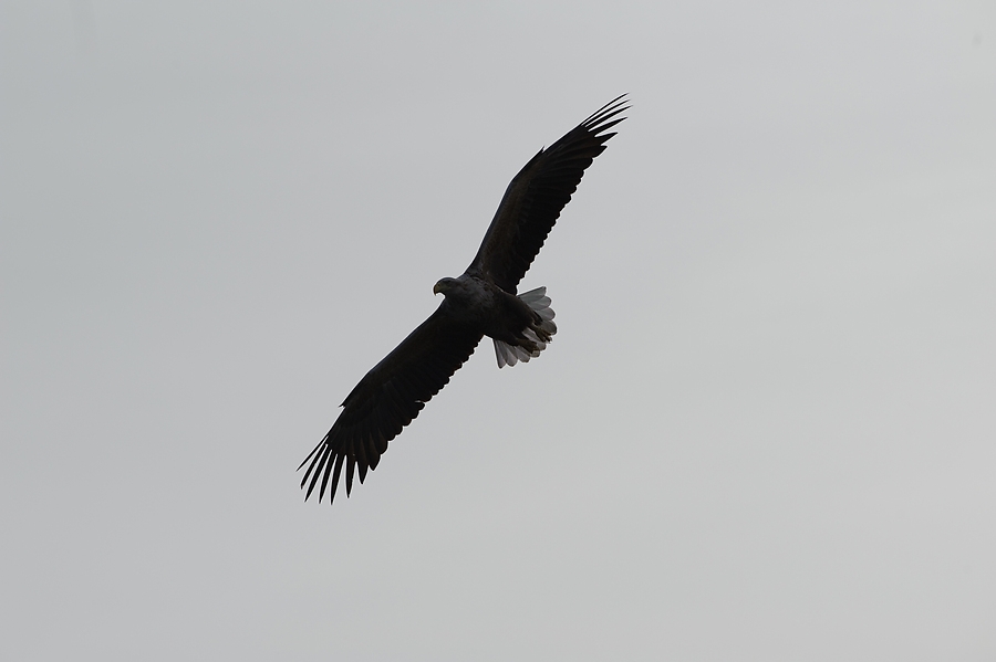 20100517 5849 [NIKON D700]   300 mm  1 2500 Sek. bei ƒ   8,0