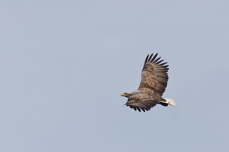 20100517 5897 [NIKON D700]   420 mm  1 3200 Sek. bei ƒ   5,6