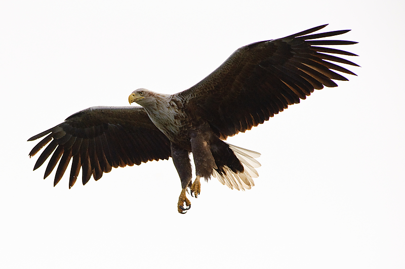 20100517 5920 [NIKON D700]   420 mm  1 5000 Sek. bei ƒ   5,6
