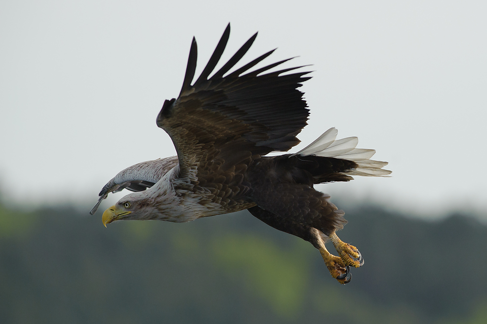 20100517 5921 [NIKON D700]   420 mm  1 4000 Sek. bei ƒ   5,6 2