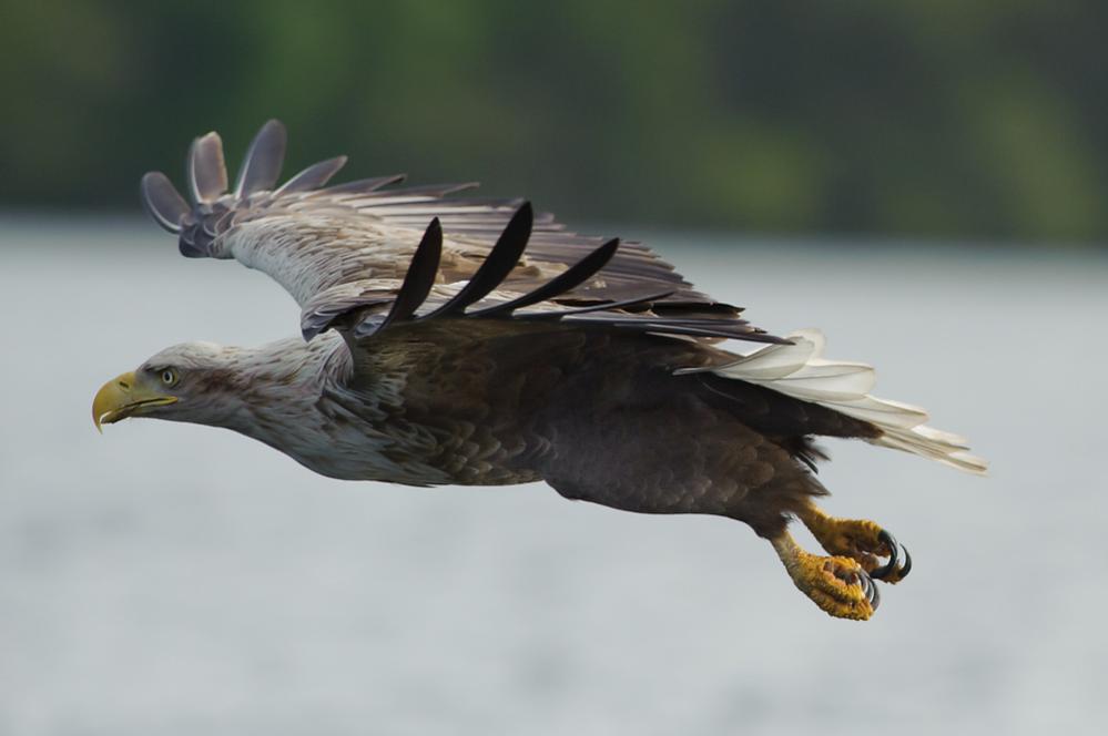 20100517 5922 [NIKON D700]   420 mm  1 4000 Sek. bei ƒ   5,6 2