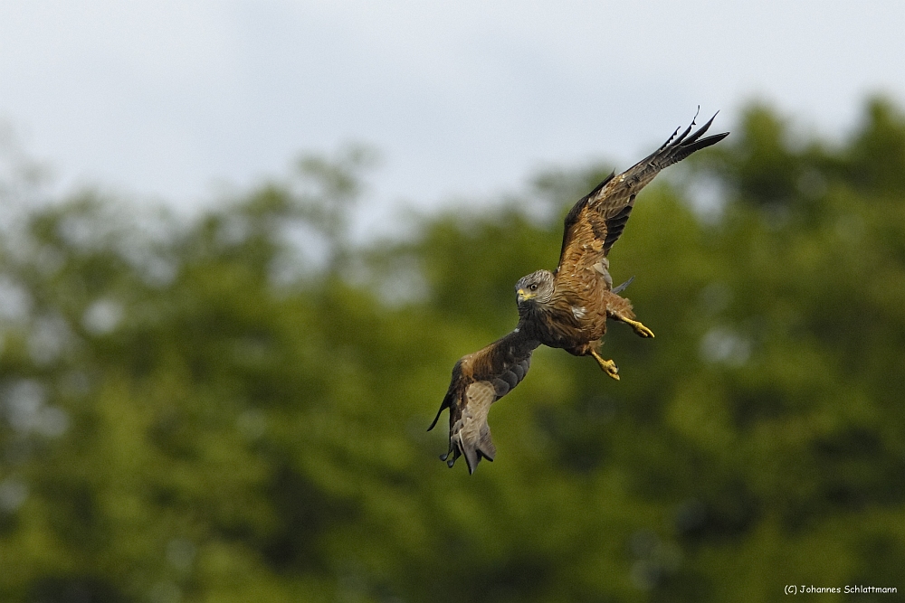 20100517 [NIKON D2Xs]   300 mm  1 1250 Sek. bei ƒ   5,0 2